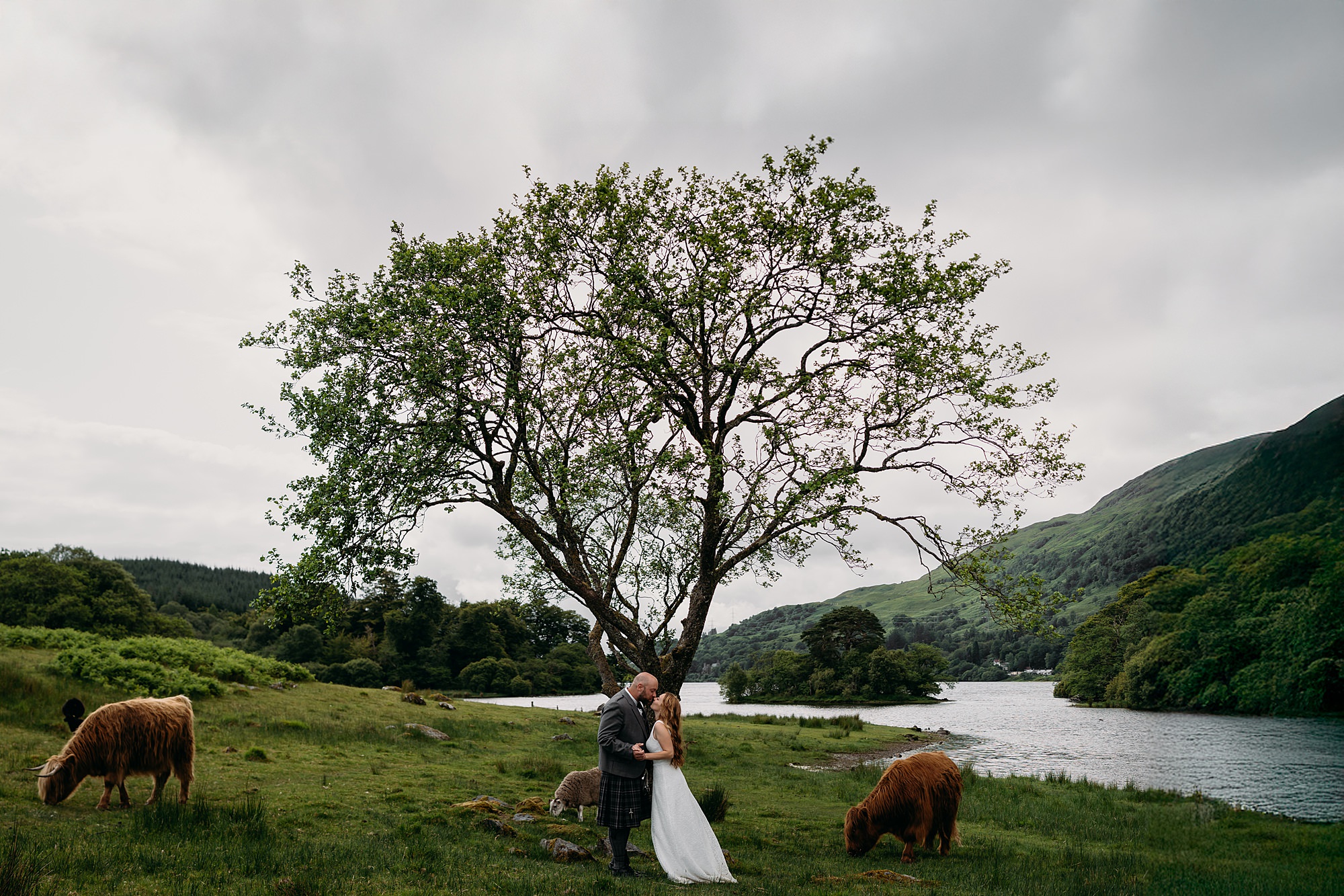 newlyweds kiss surrounded by highland cows. relaxed wedding photography with French Wedding in Scotland.